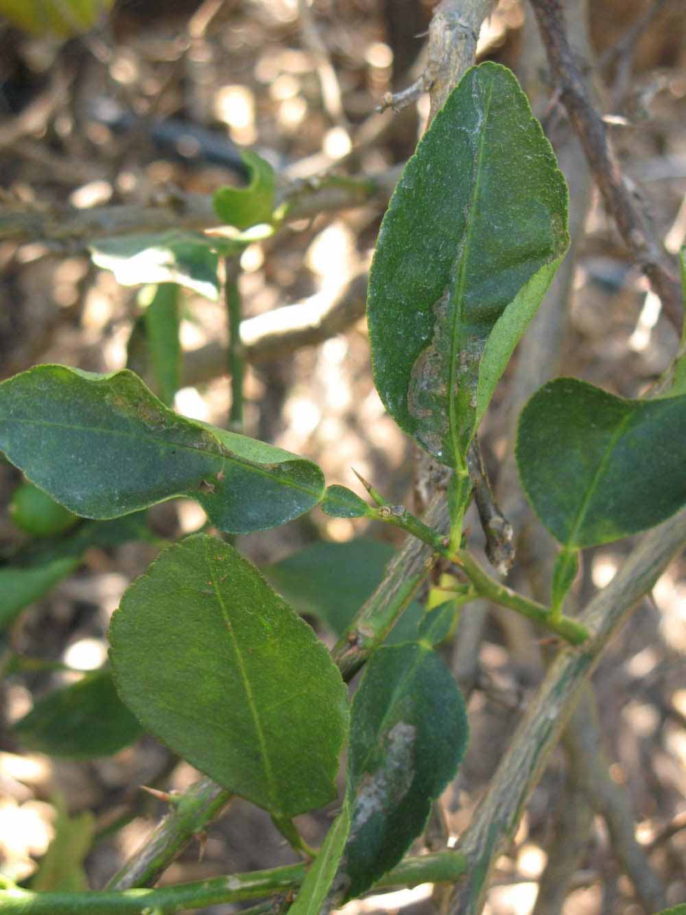            Shade leaves (Winter Haven, FL)   